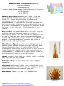 Orthotrichum praemorsum Venturi orthotrichum moss Orthotrichaceae status: State Endangered, Federal Species of Concern, USFS strategic rank: G2 / S1