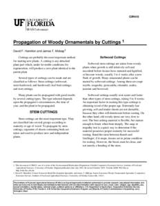 CIR415  Propagation of Woody Ornamentals by Cuttings 1 David F. Hamilton and James T. Midcap2 Cuttings are probably the most important method for starting new plants. A cutting is any detached