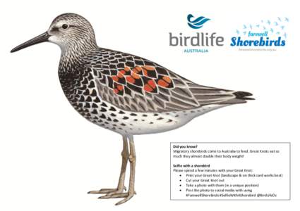 Did you know? Migratory shorebirds come to Australia to feed. Great Knots eat so much they almost double their body weight! Selfie with a shorebird Please spend a few minutes with your Great Knot:  Print your Great Kn