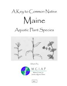 Microsoft Word - Maine key to common native APS.doc