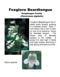 Foxglove Beardtongue Snapdragon Family (Penstemon digitalis) Foxglove Beardtongue has 5lobed white flowers growing in a stalked cluster. Each 1inch flower has a tuft of hairs