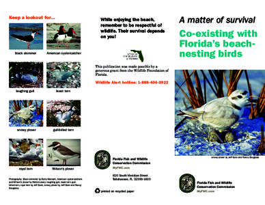 Keep a lookout for...  black skimmer While enjoying the beach, remember to be respectful of