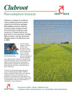 Clubroot Plasmodiophora brassicae Clubroot is a disease of cruciferous crops including canola and mustard, caused by the soil-borne pathogen Plasmodiophora brassicae. Clubroot