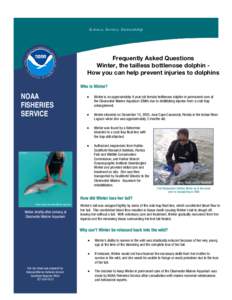 S c ie n c e , S e rvic e , S te wa rd s h ip  Frequently Asked Questions Winter, the tailless bottlenose dolphin How you can help prevent injuries to dolphins Who is Winter?