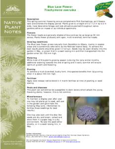 Trachymene coerulea plant notes