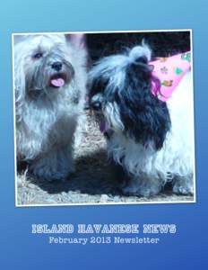 Island Havanese news February 2013 Newsletter Managing our e-mail list... Hi Everyone! When I chose Tucker, I thought it would be good for both of