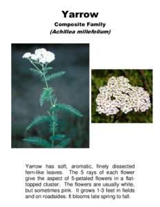 Yarrow Composite Family (Achillea millefolium)  Yarrow has soft, aromatic, finely dissected