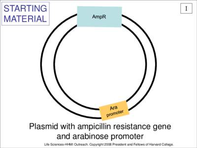 STARTING MATERIAL Plasmid with ampicillin resistance gene and arabinose promoter Life Sciences-HHMI Outreach. Copyright 2008 President and Fellows of Harvard College.