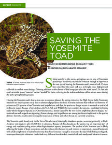 EXPERT INSIGHTS  SAVING THE YOSEMITE TOAD HEALTHY ECOSYSTEMS DEPEND ON HEALTHY TOADS