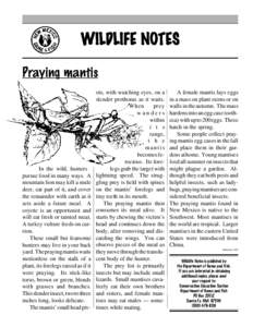 WILDLIFE NOTES Praying mantis In the wild, hunters pursue food in many ways. A mountain lion may kill a mule