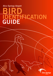 Alice Springs Airport  Bird Identification Guide