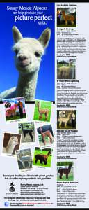 Our Available HerdsiresSunny Meade Alpacas can help produce your  picture perfect