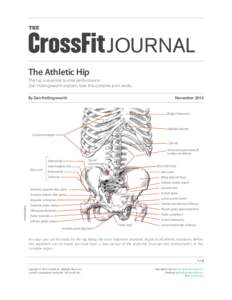 THE  JOURNAL The Athletic Hip The hip is essential to elite performance. Dan Hollingsworth explains how this complex joint works.