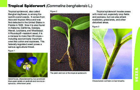 Plant morphology / Flowers / Invasive plant species / Tradescantia / Commelina benghalensis / Plant stem / Geogenanthus ciliatus / Geogenanthus / Botany / Commelinaceae / Biology
