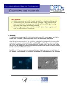 Key points for laboratory diagnosis of cyclosporiasis  Cyclospora cayetanensis Basic guidelines A. Multiple stool samples (at least 3) should be tested before a negative result is reported.