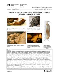 Science advice from a risk assessment of five sessile tunicate species