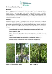 .  Chalara ash dieback disease Background Chalara ash dieback disease is a relatively new serious disease of ash caused by the fungal pathogen Chalara fraxinea. It has spread rapidly across much of Europe, with the major