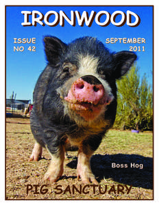 Pot-bellied pig / Geography of the United States / Ironwood Pig Sanctuary / Ironwood /  Michigan / Sty