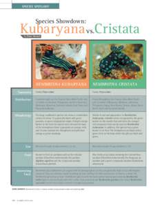 SPECIES SPOTLIGHT  Species Showdown: Kubaryana vs.Cristata By Dave Harasti