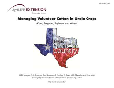 Managing Volunteer Cotton in Grain Crops - Morgan.pdf