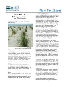 Sea oats Plant Fact Sheet