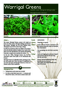 Warrigal Greens  Scientific name: Tetragonia tetragonoides Aboriginal name: Unknown  Plant habit