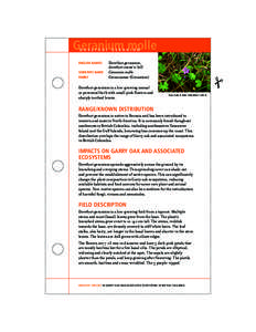 Botany / Geranium molle / Geranium / Biota / Biological pest control / Geranium nodosum / Geranium columbinum / Flowers / Geraniaceae / Flora