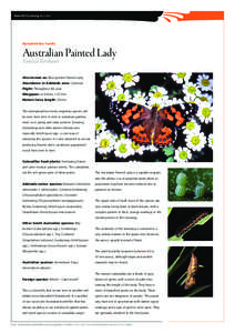 Butterfly Gardening Fact sheet  Nymphalidae family Australian Painted Lady Vanessa kershawi