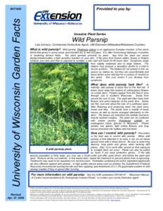 Microsoft Word - WildParsnip.doc