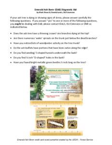 Emerald Ash Borer (EAB) Diagnostic Aid by Mark Shour & Donald Lewis, ISU Extension If your ash tree is dying or showing signs of stress, please answer carefully the following questions. If you answer “yes” to one or 