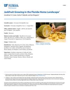 HS882  Jackfruit Growing in the Florida Home Landscape1 Jonathan H. Crane, Carlos F. Balerdi, and Ian Maguire2  Scientific names: Artocarpus heterophyllus Lam.