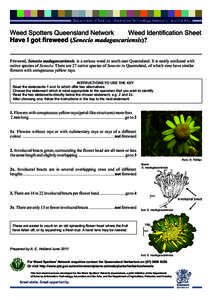 Bract / Epilobium angustifolium / Asteraceae / Eudicots / Asterids / Senecio