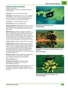 Pests of Trees and Shrubs  Imported willow leaf beetle Plagiodera versicolora Order Coleoptera, Family Chrysomelidae; leaf beetles Introduced pest