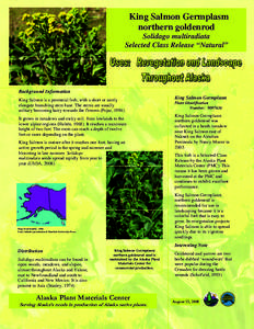 King Salmon Germplasm northern goldenrod Solidago multiradiata Selected Class Release “Natural”  Background Information