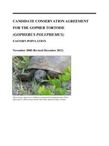 CANDIDATE CONSERVATION AGREEMENT FOR THE GOPHER TORTOISE (GOPHERUS POLYPHEMUS) EASTERN POPULATION