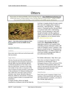 North American river otter / Fauna of Europe / European otter / Sea otter / Smooth-coated otter / Otters / Zoology / Fauna of Asia