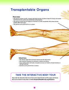 Transplantable Organs Pancreas •	The pancreas produces insulin, a hormone that helps the body use glucose (sugar) for energy, and enzymes that break down fat, protein and carbohydrates during digestion. •	The pancrea