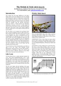 Phasmatodea / Orders of insects / Entomology / Arthropods / Insect / Tresco /  Isles of Scilly / Phyla / Protostome / Taxonomy