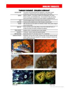 INVASIVE TUNICATES Tunicate (colonial) - Botryllus schlosseri DESCRIPTION RANGE  SIZE