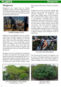 Plant taxonomy / Mangrove / Ecology / Halophila / Enhalus / Nursery habitat / Seagrasses of Western Australia / Aquatic ecology / Seagrass / Water