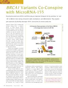 n e w s  BRCA1 Variants Co-Conspire with MicroRNA-155 Recently discovered microRNAs (miRNAs) play an important biological role by switching “on” and “off” at different times during cell growth, death, development