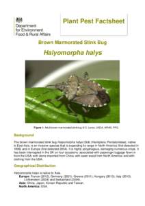 Pentatomidae / Agricultural pest insects / Brown marmorated stink bug / Hexapoda / Halys / Trissolcus halyomorphae / Oebalus pugnax
