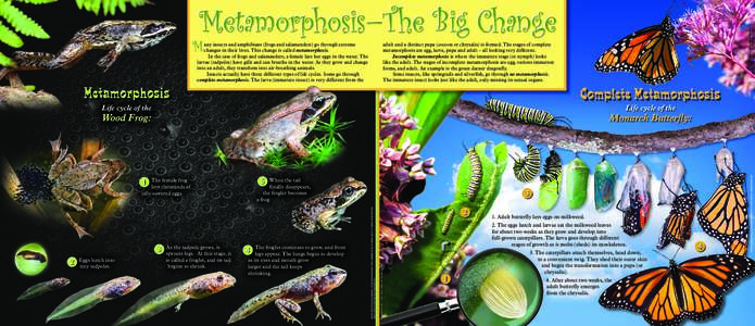 adult and a distinct pupa (cocoon or chrysalis) is formed. The stages of complete metamorphosis are egg, larva, pupa and adult – all looking very different. Incomplete metamorphosis is where the immature stage (or nymp