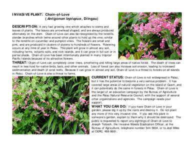 INVASIVE PLANT: Chain-of-Love (Antigonon leptopus , Dilngau) DESCRIPTION: A very fast growing vine which attaches to stems and leaves of plants. The leaves are arrowhead shaped, and are always produced alternately on the