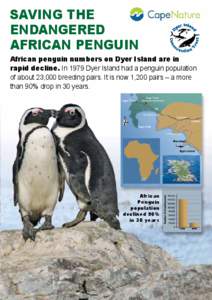 SAVING THE ENDANGERED AFRICAN PENGUIN African penguin numbers on Dyer Island are in rapid decline. In 1979 Dyer Island had a penguin population of about 23,000 breeding pairs. It is now 1,200 pairs – a more