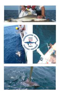 The National Marine Fisheries Service (NMFS) Cooperative Shark Tagging Program (CSTP) is part of continuing research directed to the study of the biology of large Atlantic Sharks