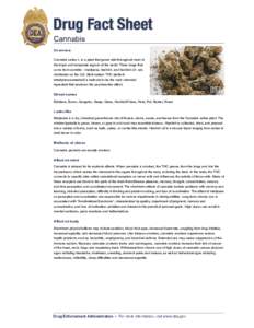 Drug Fact Sheet Cannabis Overview Cannabis sativa L. is a plant that grows wild throughout most of the tropic and temperate regions of the world. Three drugs that come from cannibis - marijuana, hashish, and hashish oil 