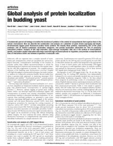 articles  Global analysis of protein localization in budding yeast Won-Ki Huh1*, James V. Falvo1*, Luke C. Gerke1, Adam S. Carroll1, Russell W. Howson1, Jonathan S. Weissman1,2 & Erin K. O’Shea1 1