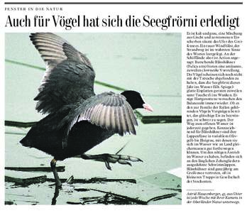 FENSTER IN DIE NATUR  Auch für Vögel hat sich die Seegfrörni erledigt Es ist kalt und grau, eine Mischung aus Gischt und zerstossenen Eisscherben säumt das Ufer des Greifensees. Ein rauer Wind bläst, der Strandweg i