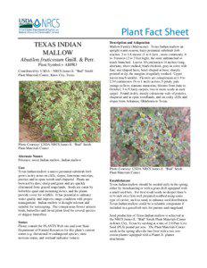 Plant Fact Sheet Texas Indian Mallow